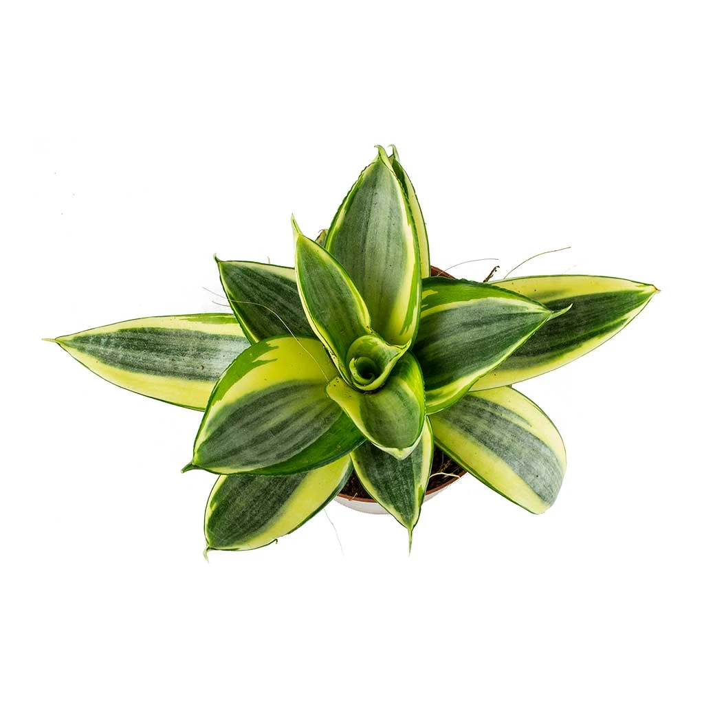 Sansevieria Trifasciata Golden Hahnii - Birds Nest Snake Plant - Image 2