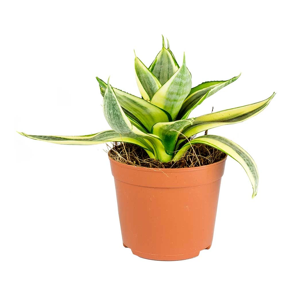 Sansevieria Trifasciata Golden Hahnii - Birds Nest Snake Plant - Image 4