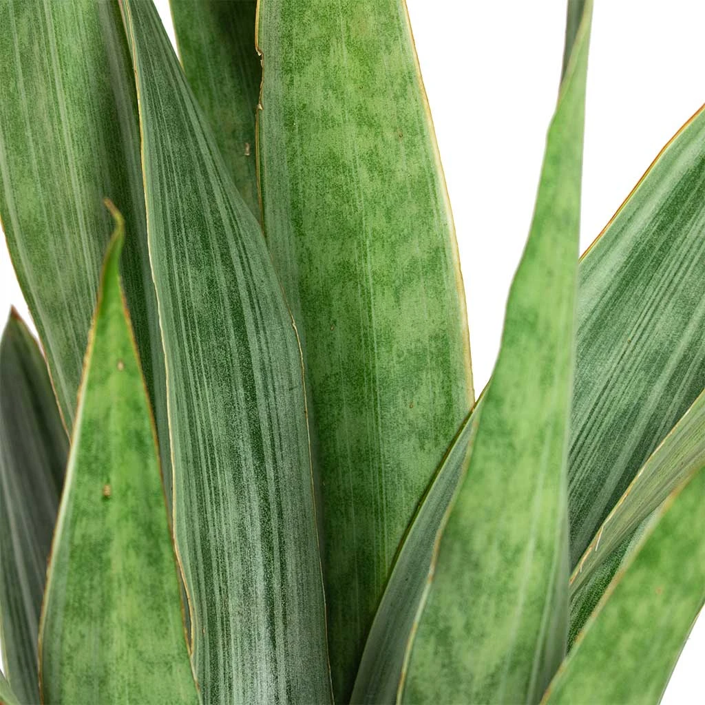 Sansevieria Trifasciata Metallica - Snake Plant - Image 2