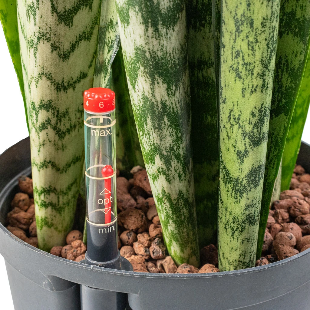 Sansevieria Zeylanica - HydroCare - Image 2