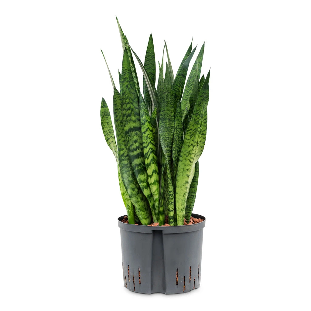 Sansevieria Zeylanica - HydroCare - Image 17