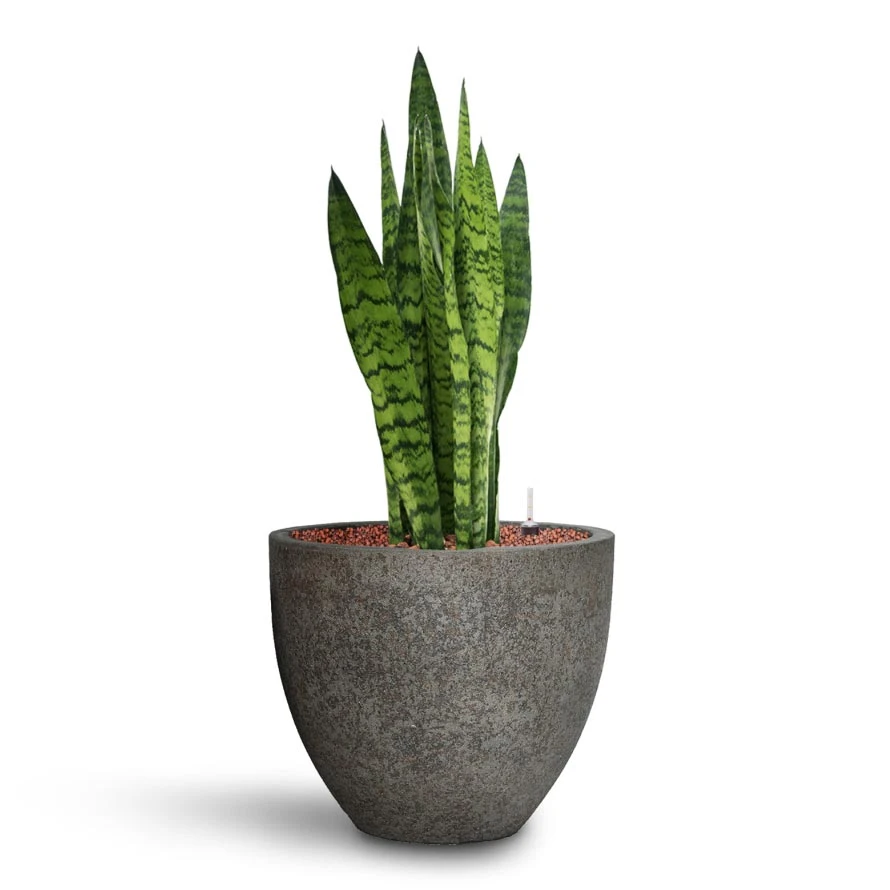 Sansevieria Zeylanica - HydroCare - Image 14