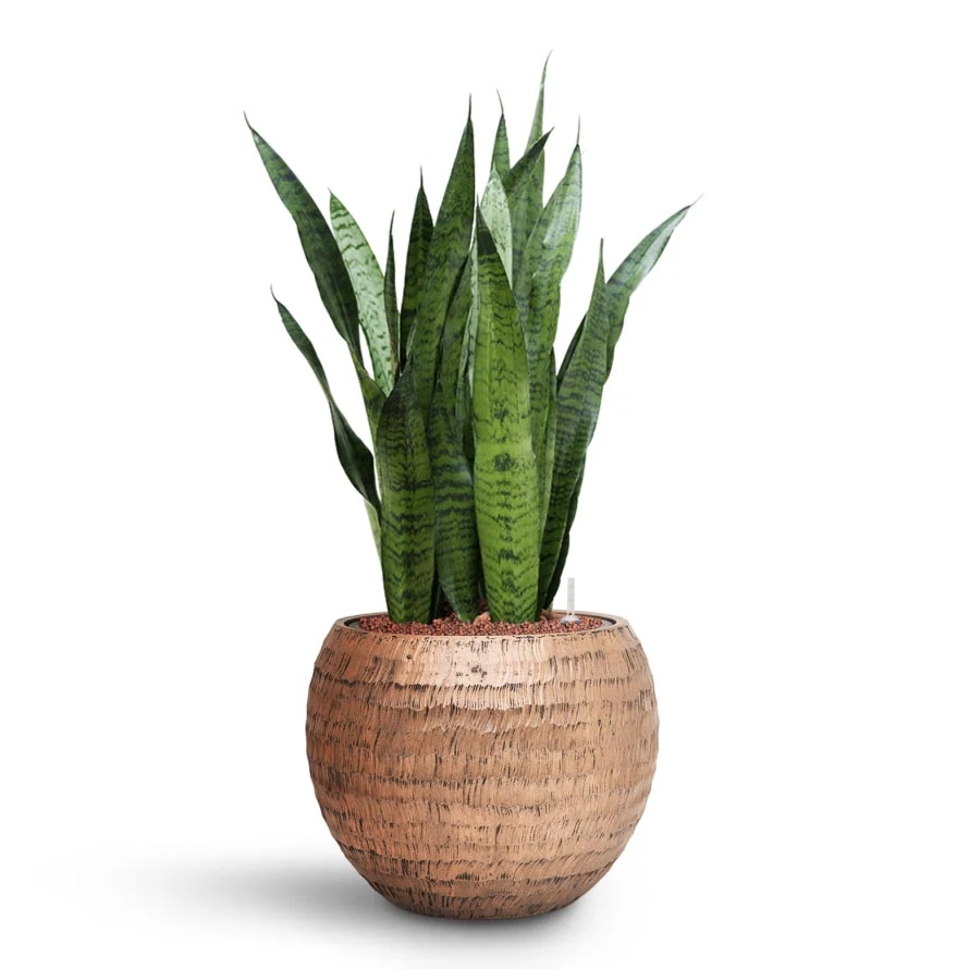 Sansevieria Zeylanica - HydroCare - Image 9