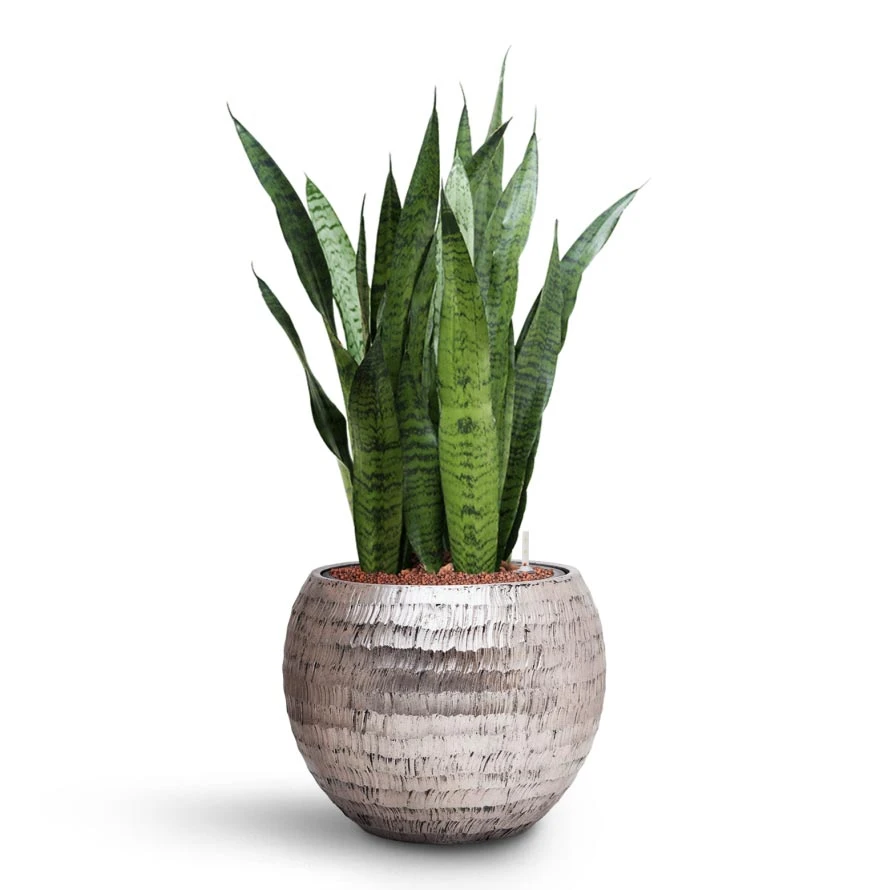 Sansevieria Zeylanica - HydroCare - Image 8