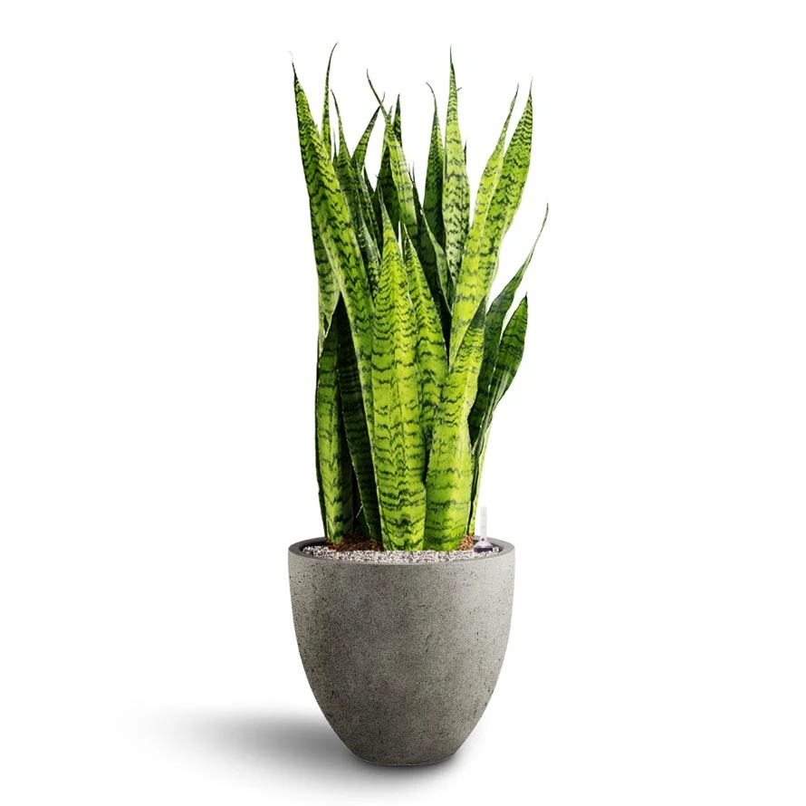 Sansevieria Zeylanica - HydroCare - Image 6