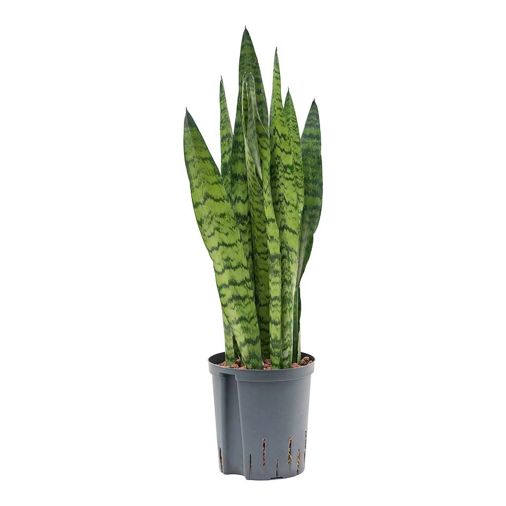 Sansevieria Zeylanica - HydroCare - Image 7
