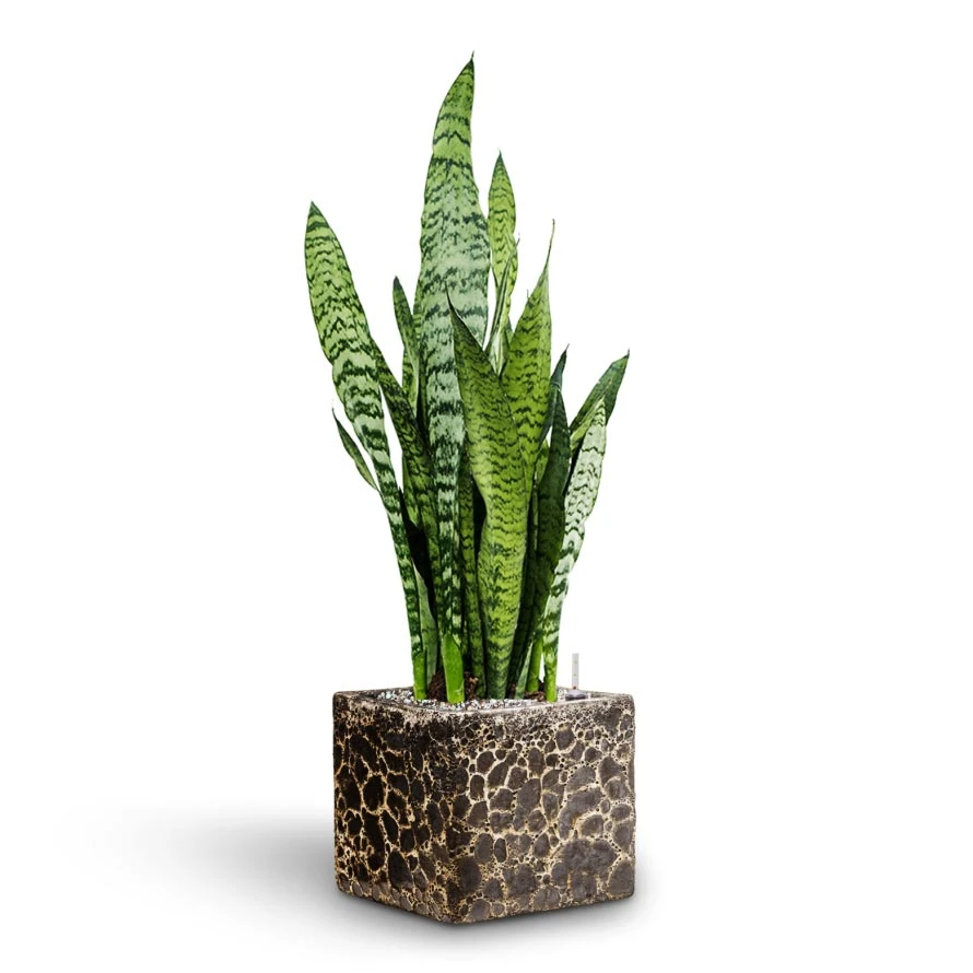Sansevieria Zeylanica - HydroCare - Image 3