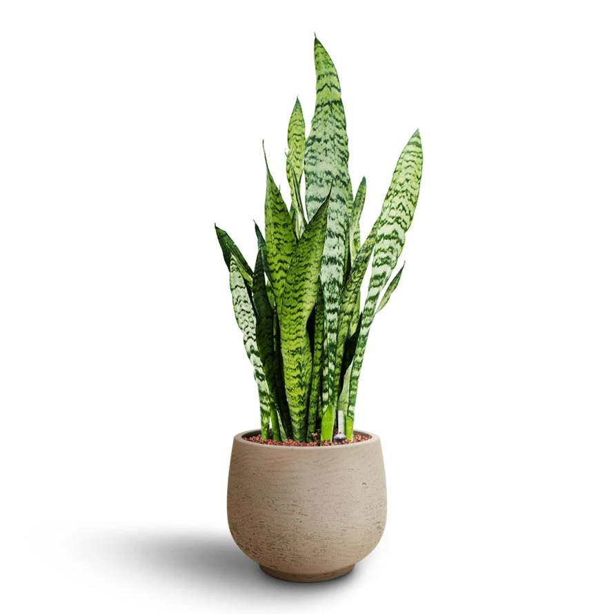 Sansevieria Zeylanica - HydroCare - Image 10