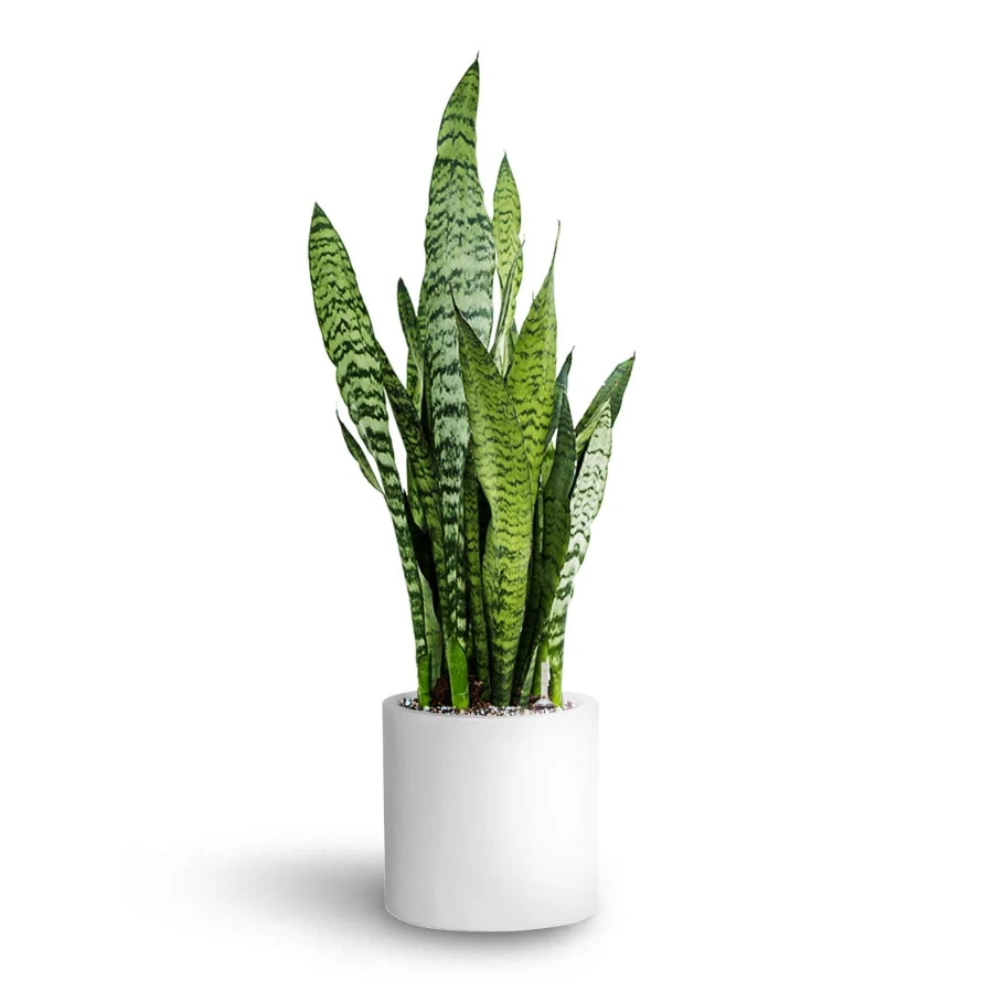 Sansevieria Zeylanica - HydroCare - Image 4