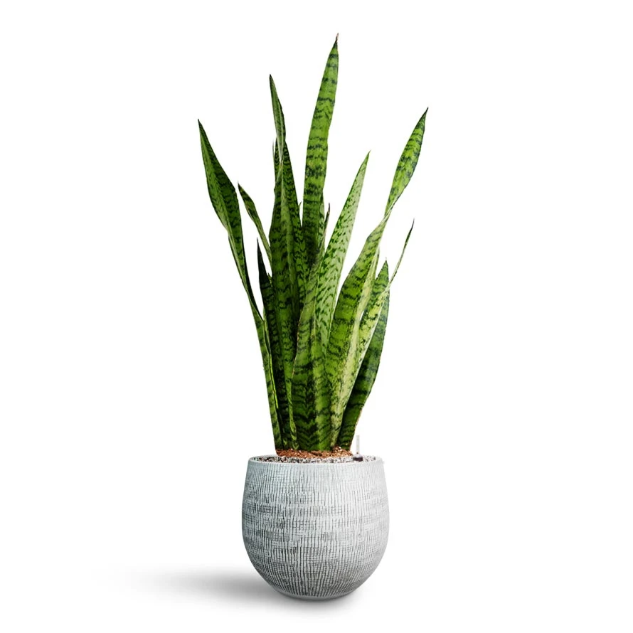 Sansevieria Zeylanica - HydroCare - Image 12