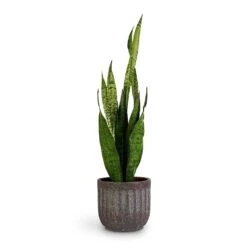 Sansevieria Zeylanica - Snake Plant