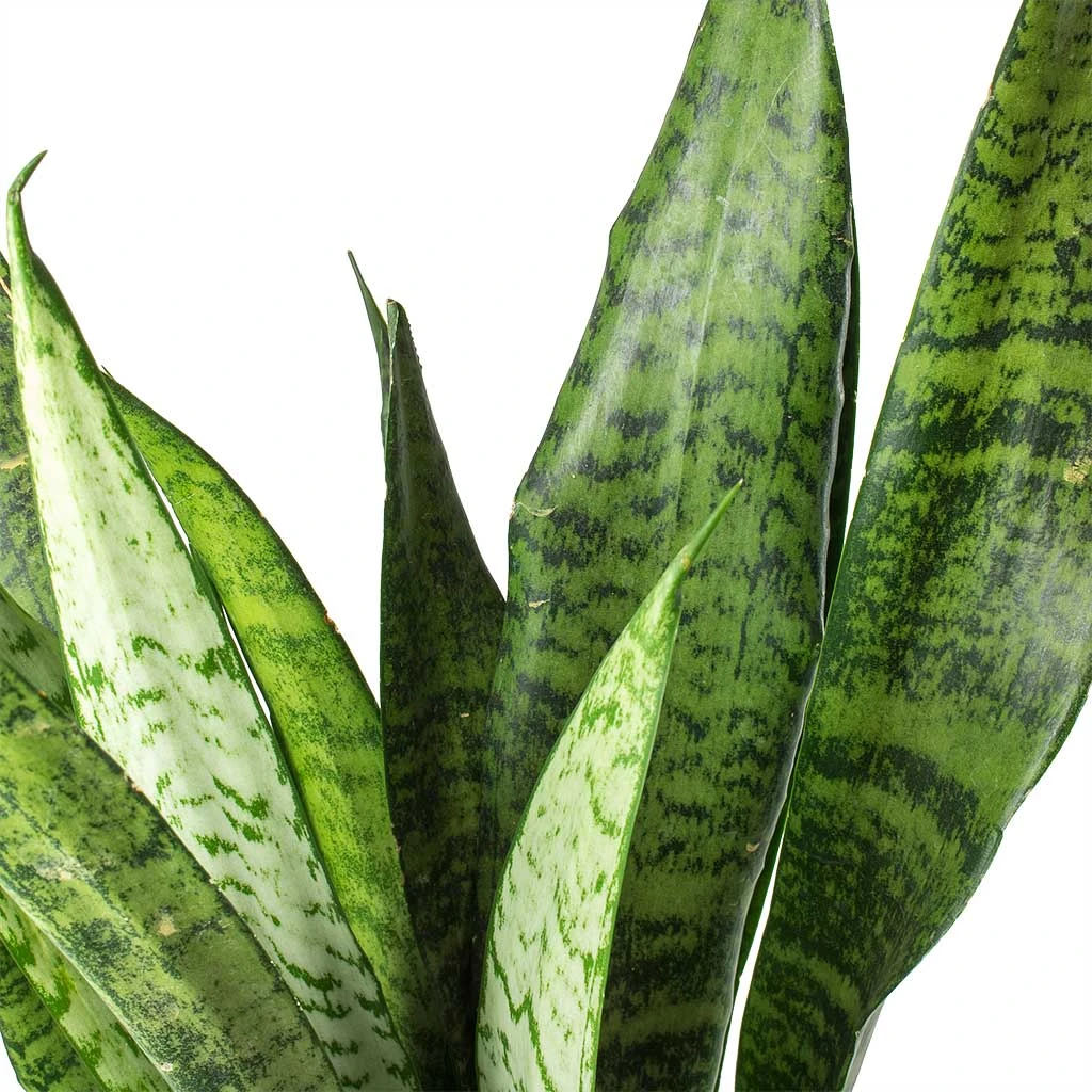 Sansevieria Zeylanica - HydroCare - Image 5