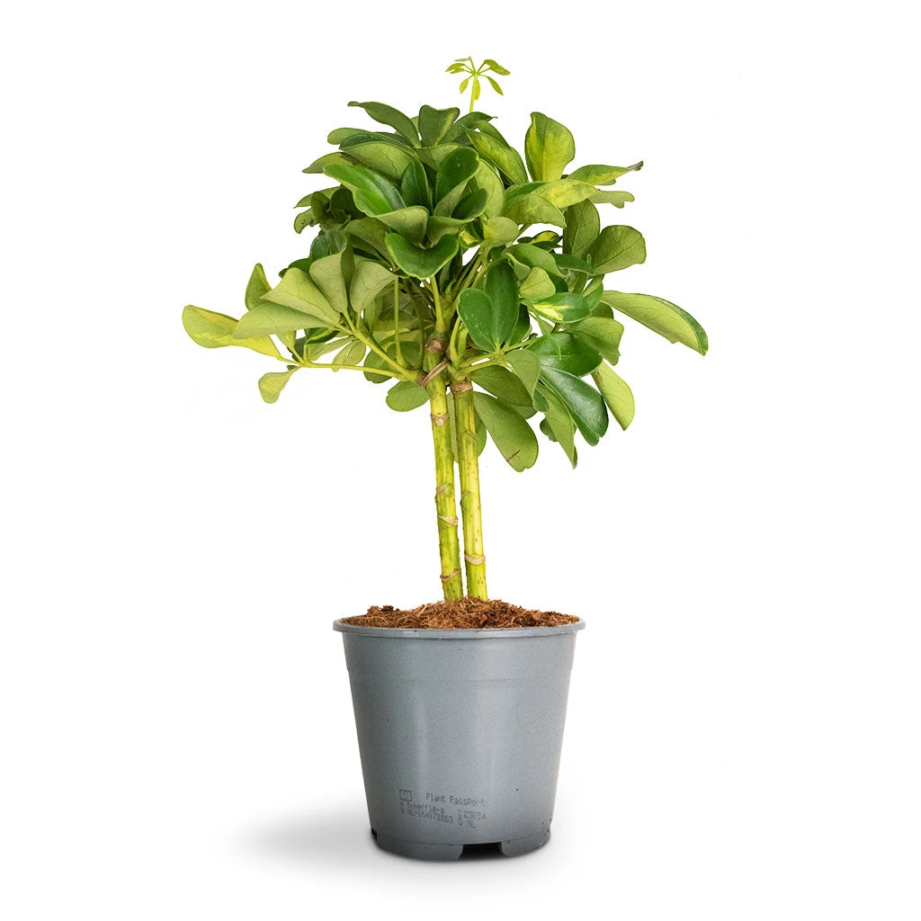 Schefflera Gold Capella - Stemmed Dwarf Umbrella Tree - Image 5