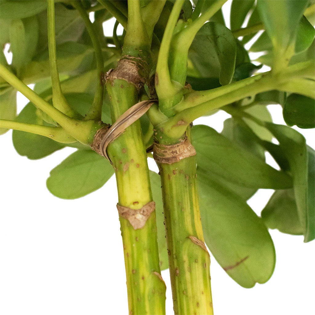 Schefflera Gold Capella - Stemmed Dwarf Umbrella Tree - Image 8