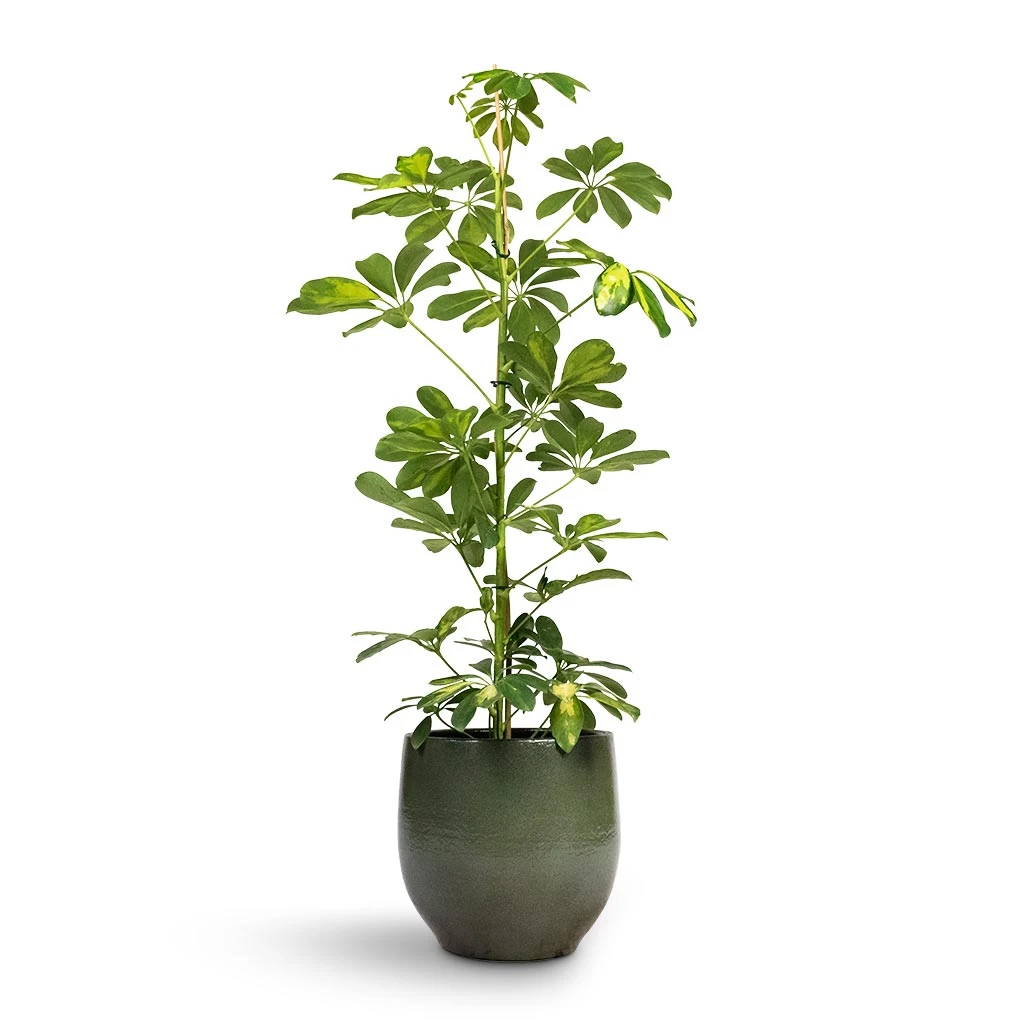 Schefflera Gold Capella - Dwarf Umbrella Tree - Image 7