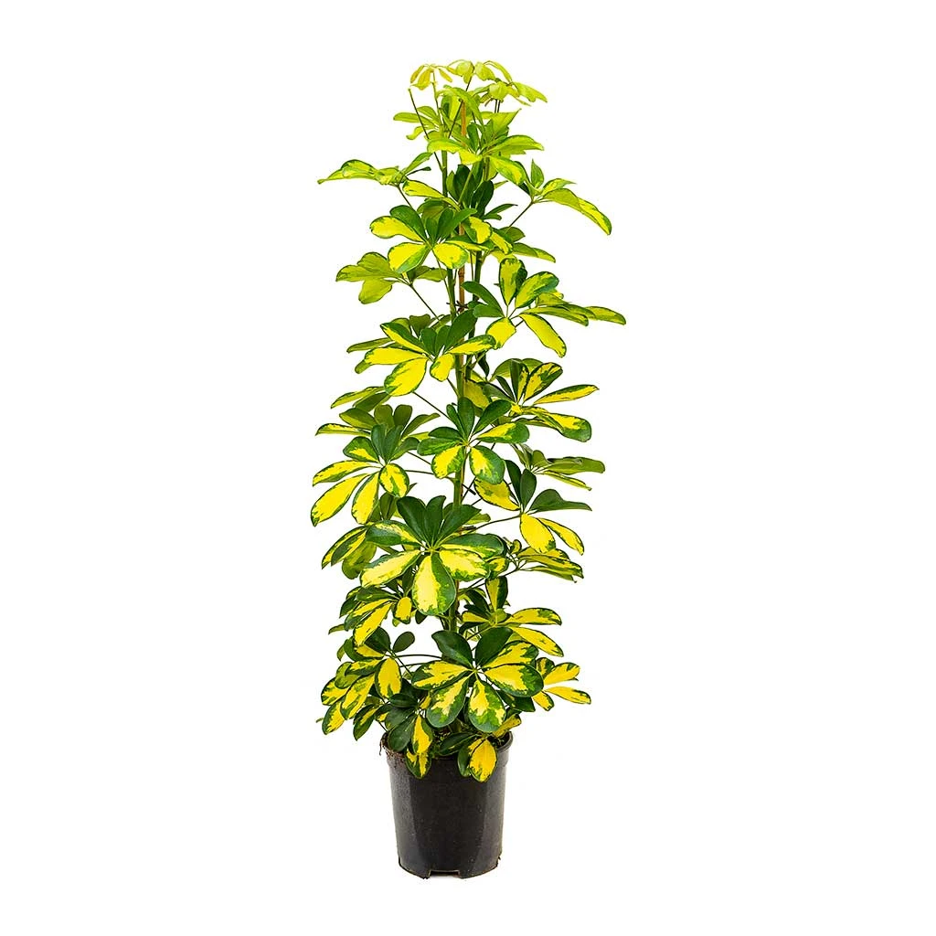 Schefflera Gold Capella - Dwarf Umbrella Tree - Image 5