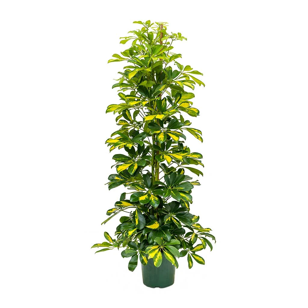 Schefflera Gold Capella - Dwarf Umbrella Tree - Image 3