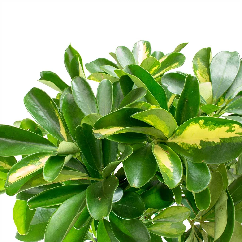 Schefflera Gold Capella - Dwarf Umbrella Tree - Image 2