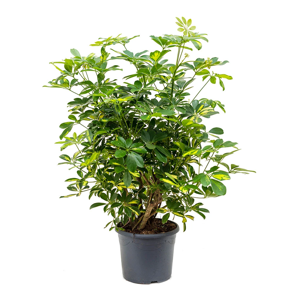 Schefflera Gold Capella - Dwarf Umbrella Tree - Image 4