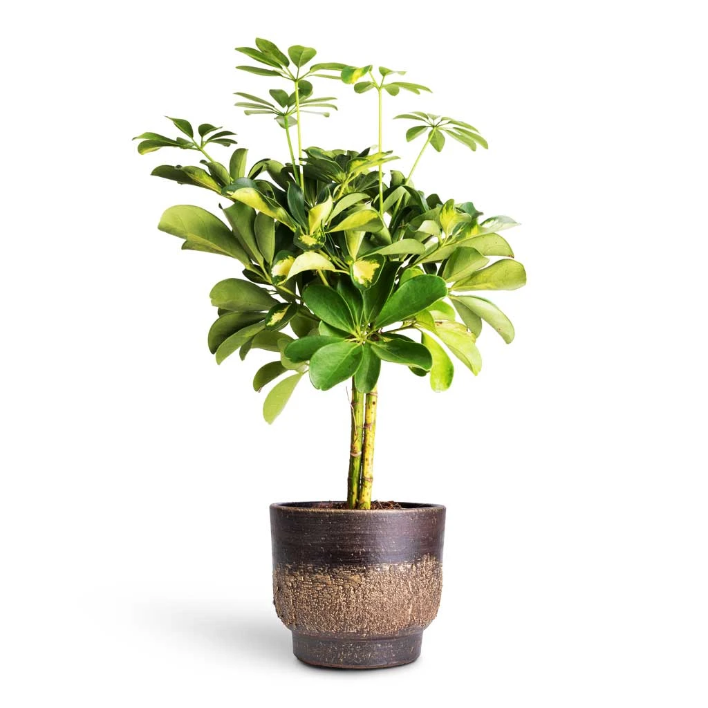 Schefflera Gold Capella - Stemmed Dwarf Umbrella Tree - Image 10