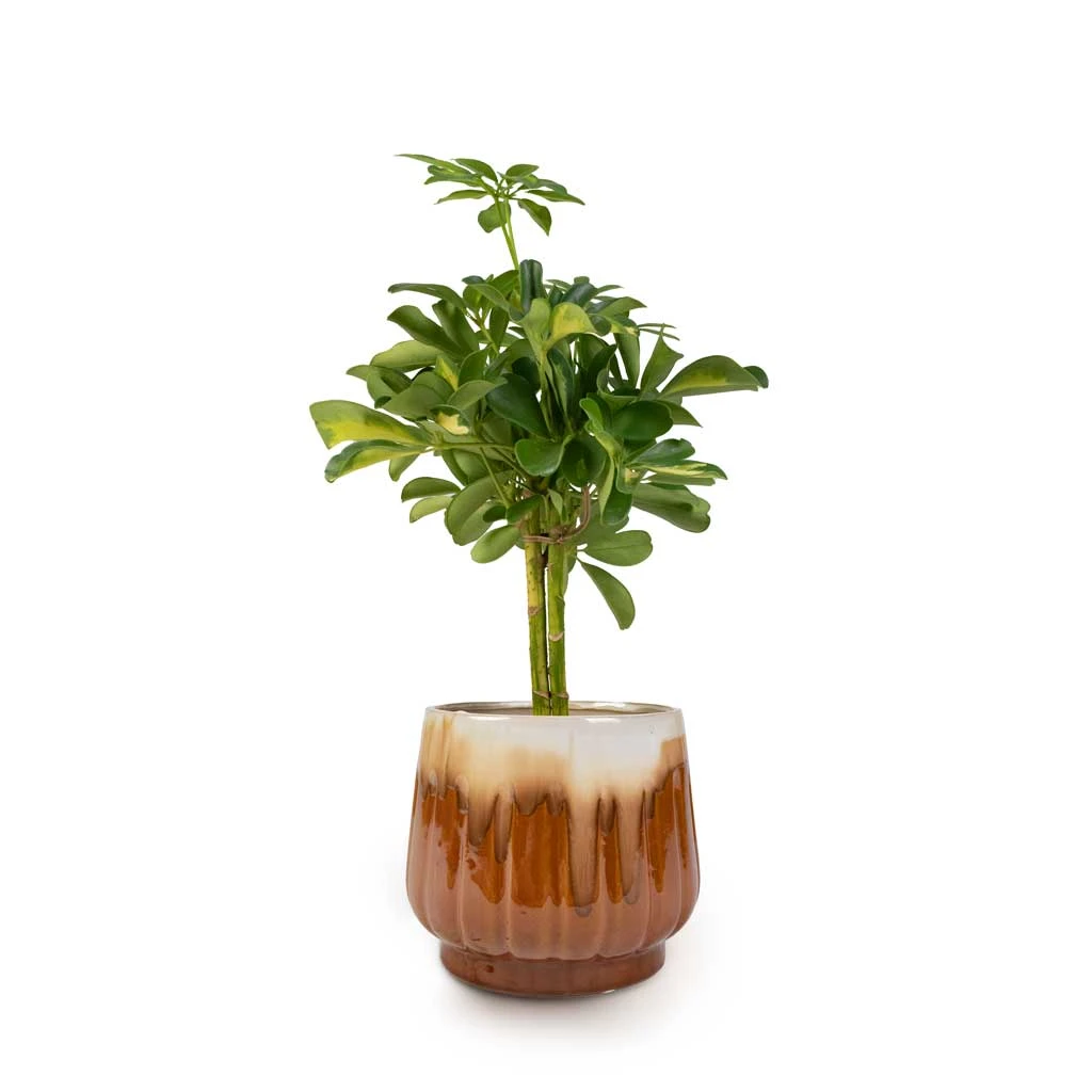 Schefflera Gold Capella - Stemmed Dwarf Umbrella Tree - Image 11