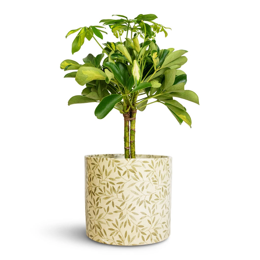 Schefflera Gold Capella - Stemmed Dwarf Umbrella Tree - Image 4