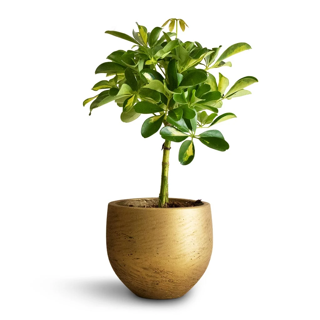 Schefflera Gold Capella - Stemmed Dwarf Umbrella Tree - Image 12