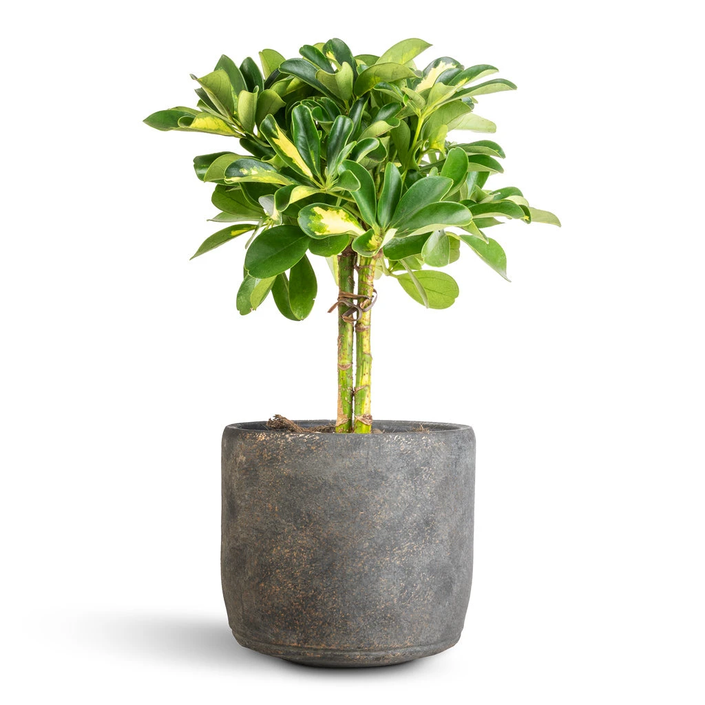 Schefflera Gold Capella - Stemmed Dwarf Umbrella Tree - Image 9