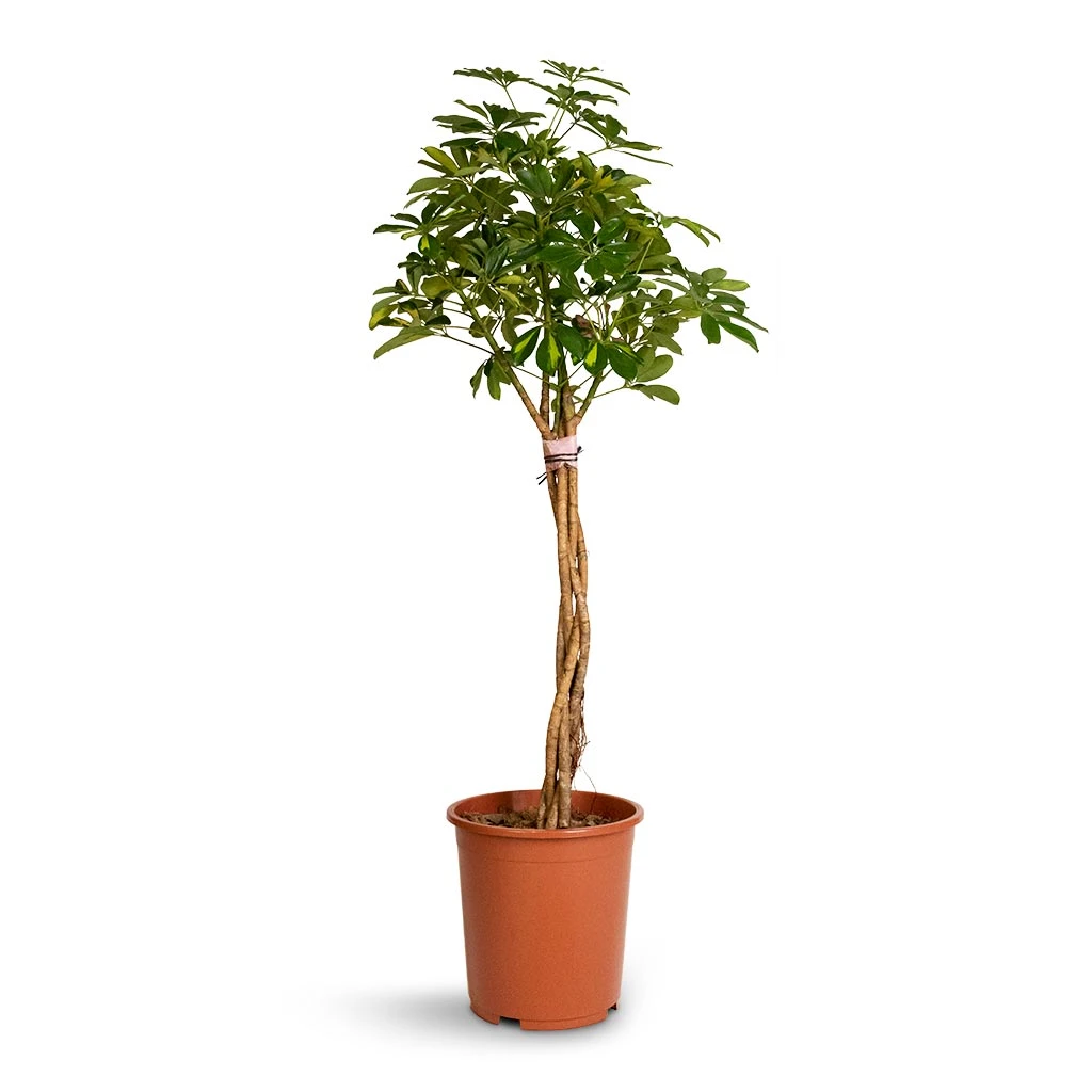 Schefflera Arboricola Gold Capella - Dwarf Umbrella Tree - Twisted Stem - Image 8