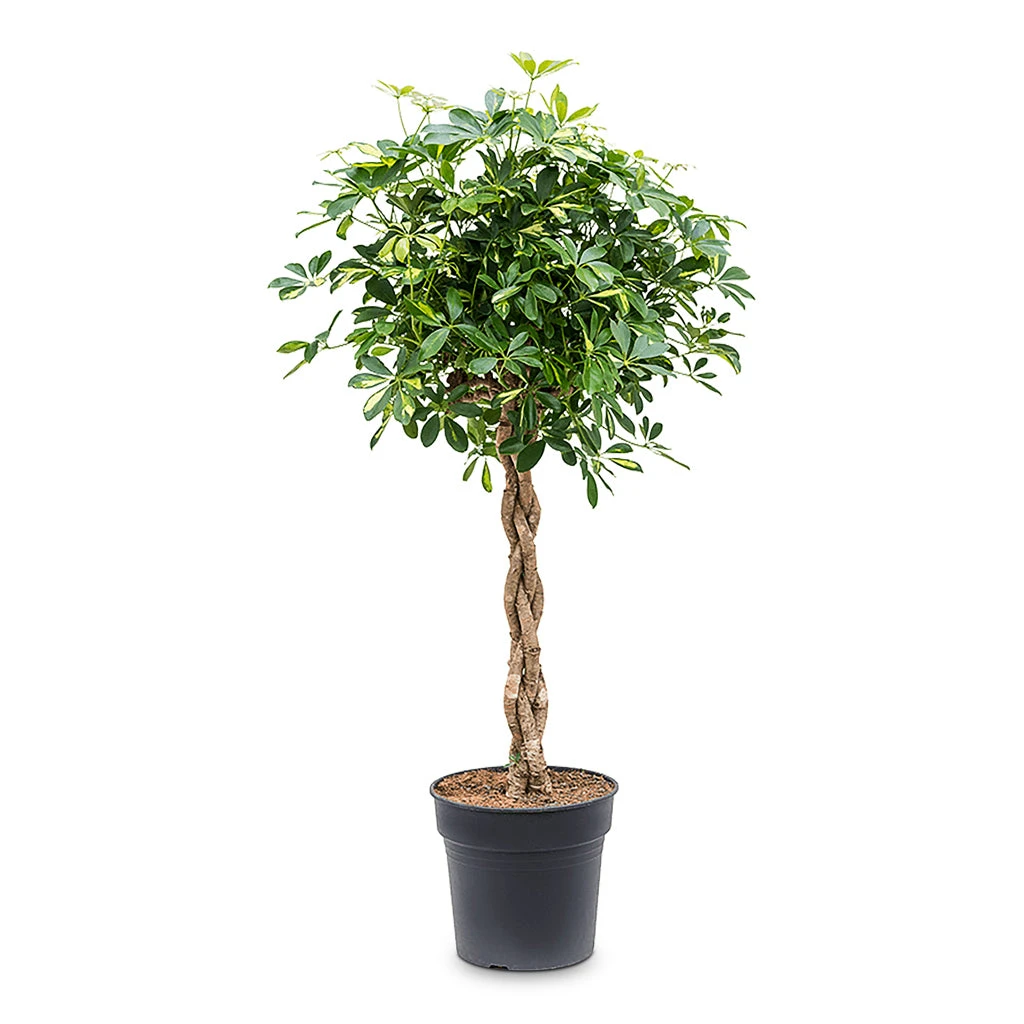 Schefflera Arboricola Gold Capella - Dwarf Umbrella Tree - Twisted Stem - Image 3