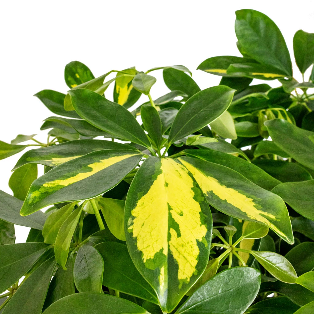Schefflera Arboricola Gold Capella - Dwarf Umbrella Tree - Twisted Stem - Image 5