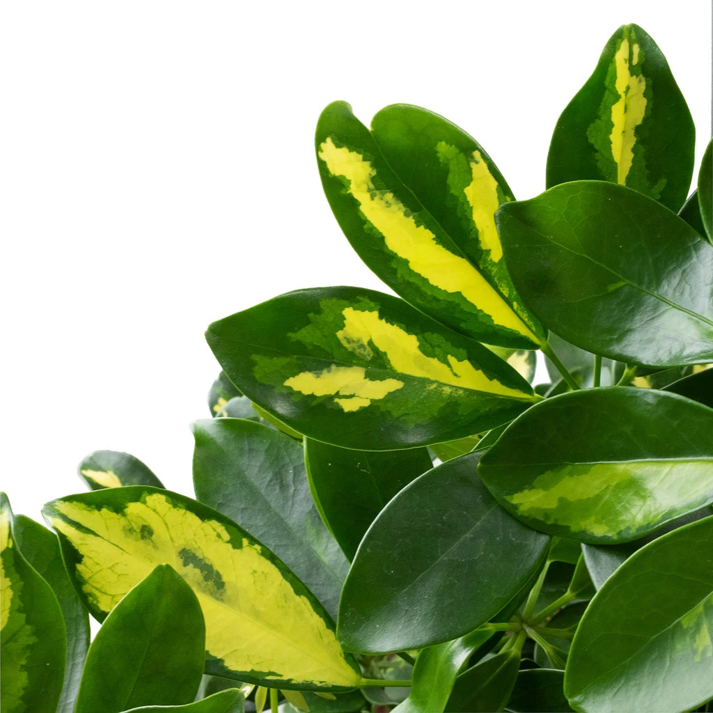 Schefflera Arboricola Gold Capella - Dwarf Umbrella Tree - Twisted Stem - Image 6