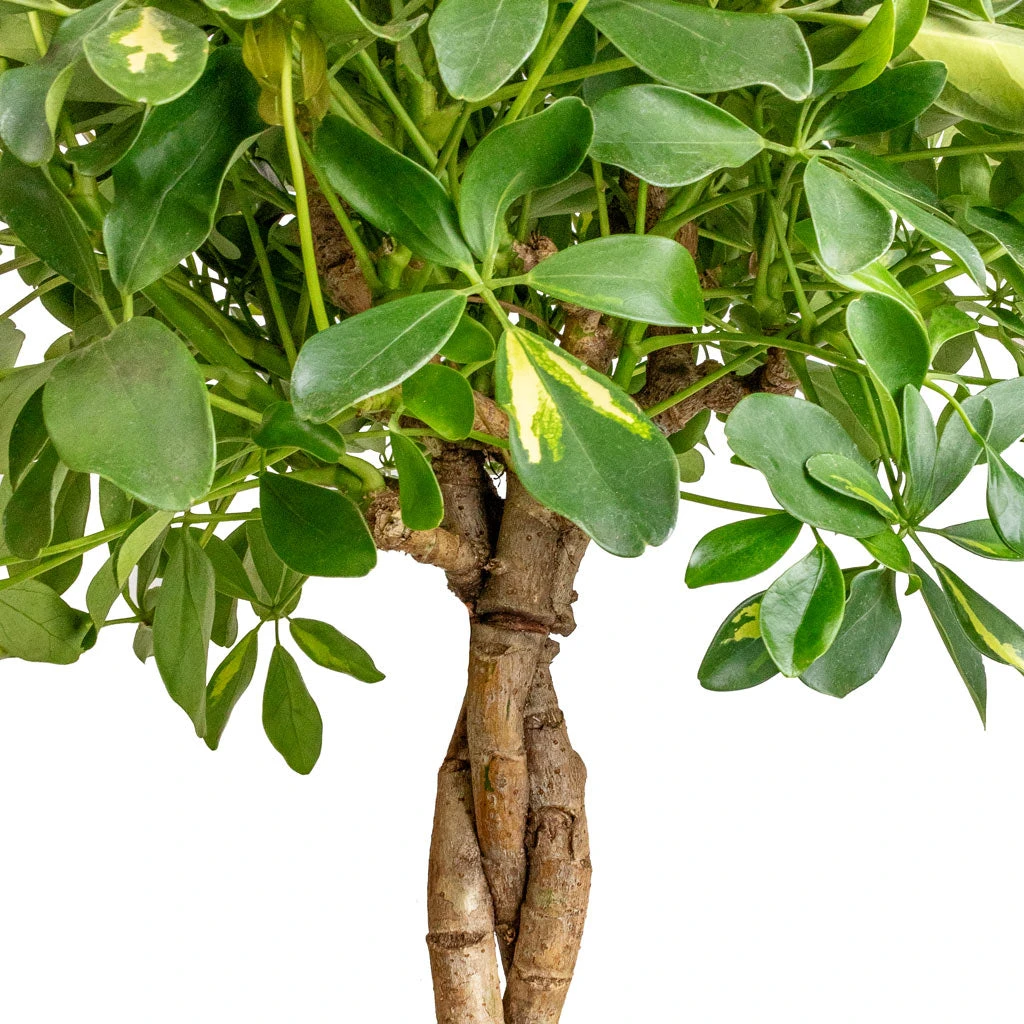 Schefflera Arboricola Gold Capella - Dwarf Umbrella Tree - Twisted Stem - Image 2