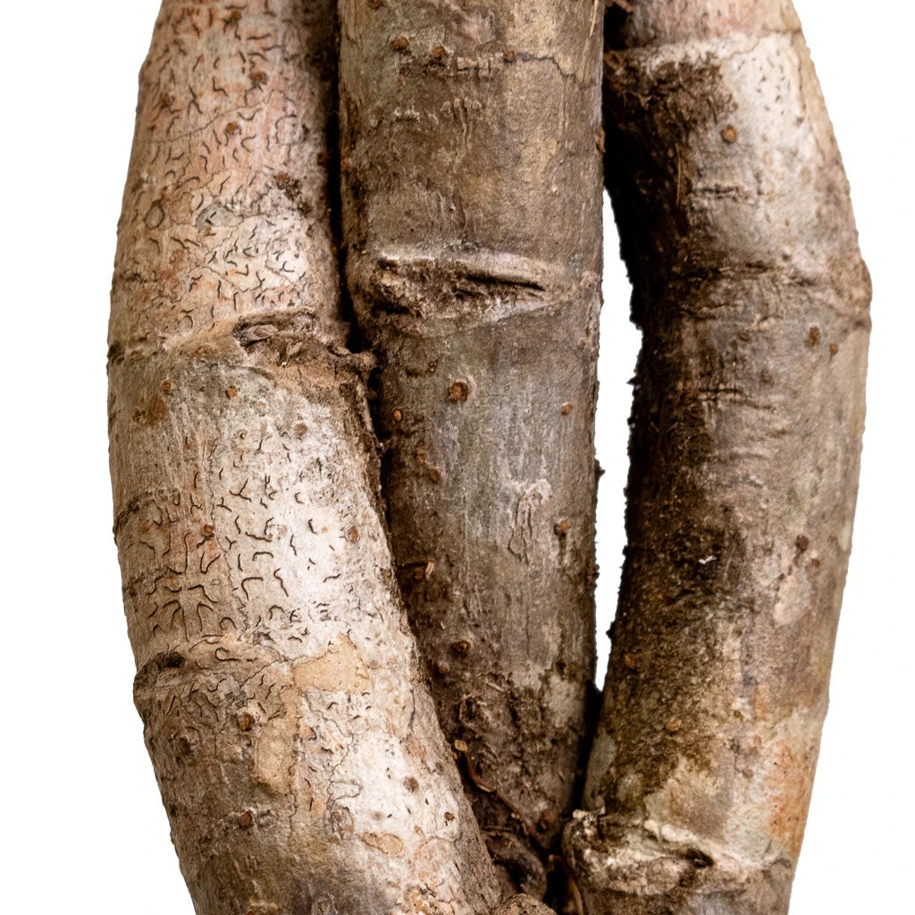 Schefflera Arboricola Gold Capella - Dwarf Umbrella Tree - Twisted Stem - Image 4