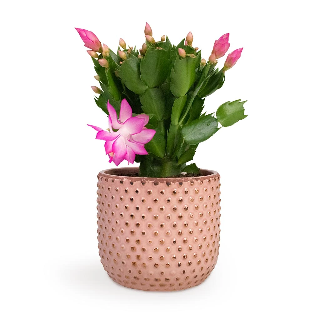 Schlumbergera - Christmas Cactus - Pink/Purple - Image 8