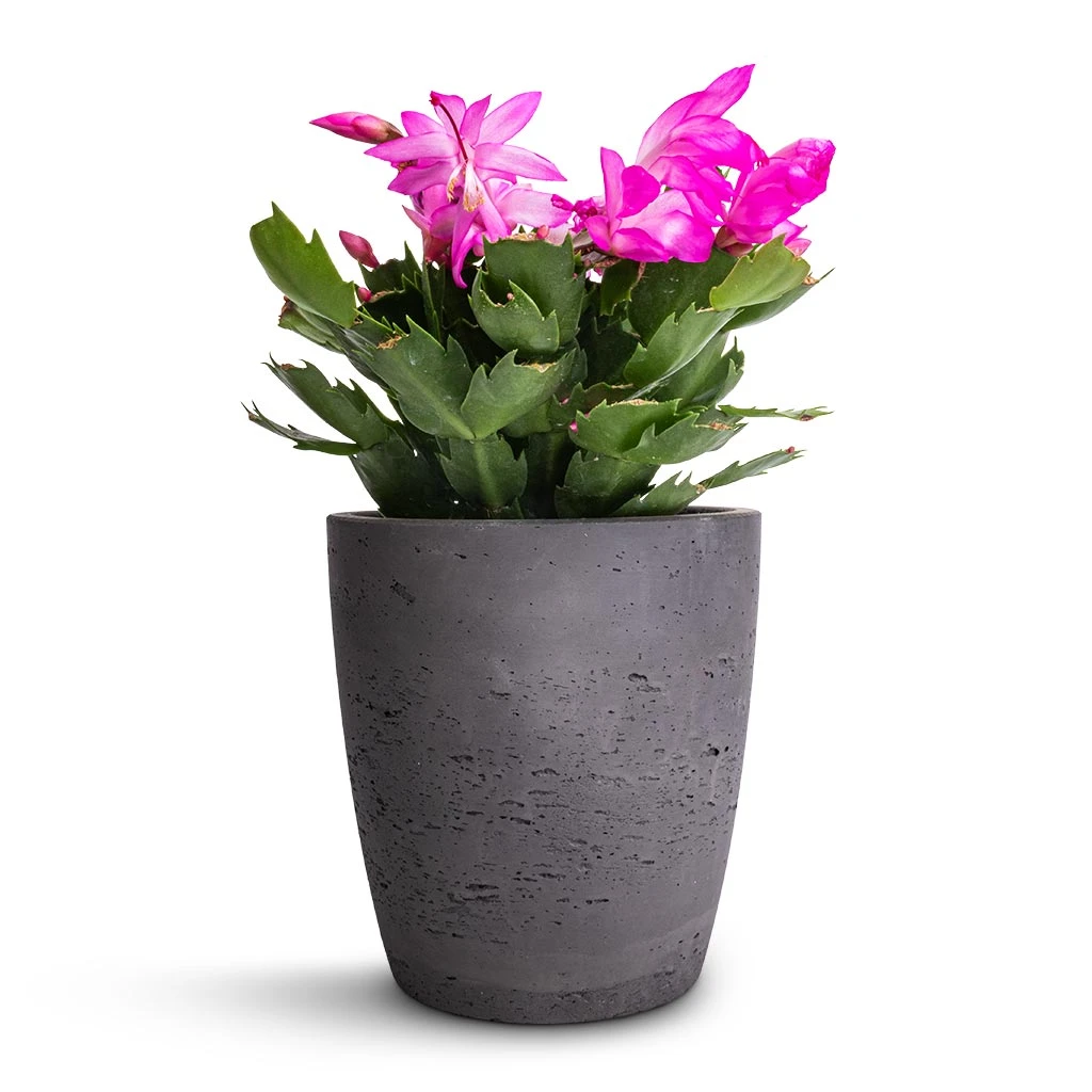 Schlumbergera - Christmas Cactus - Pink/Purple - Image 6