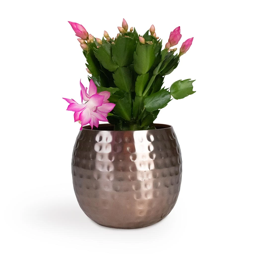 Schlumbergera - Christmas Cactus - Pink/Purple - Image 9