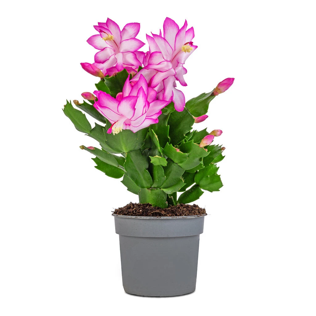 Schlumbergera - Christmas Cactus - Pink/Purple - Image 3