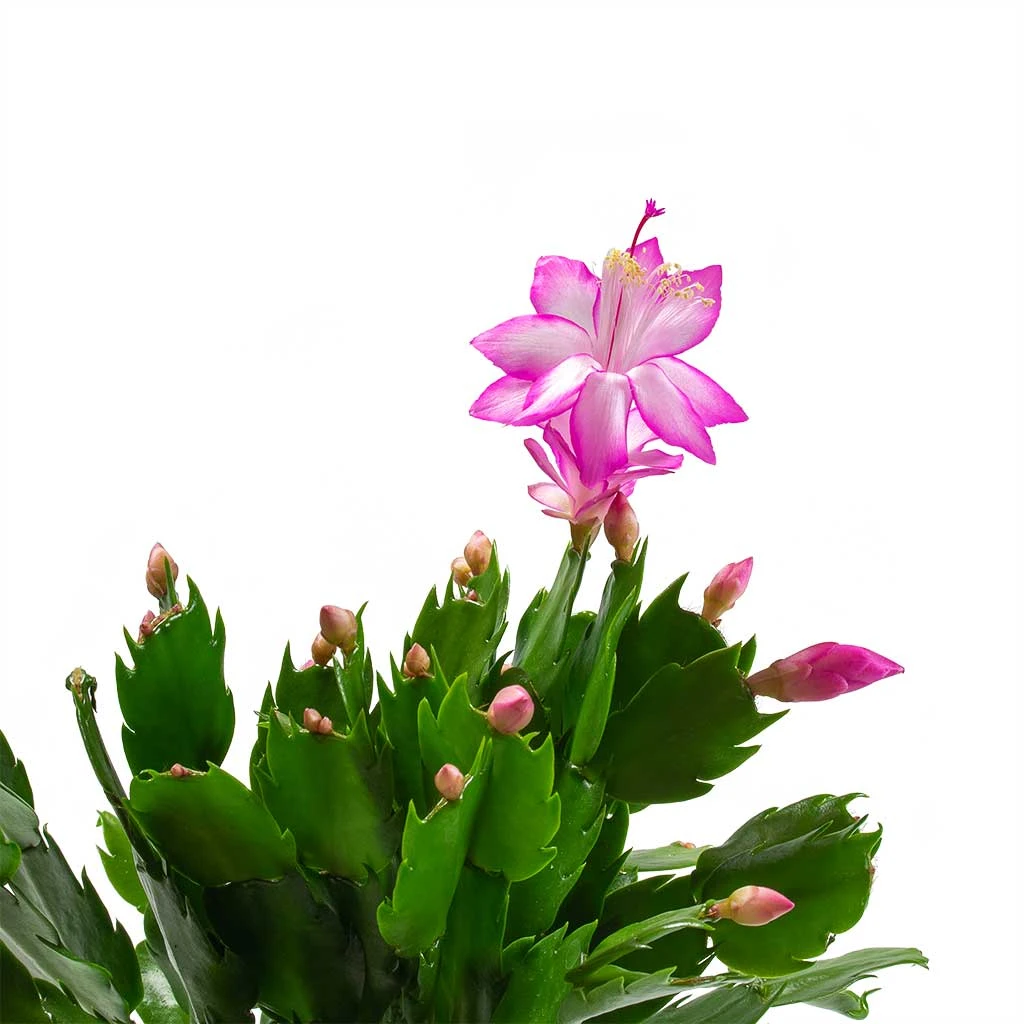 Schlumbergera - Christmas Cactus - Pink/Purple - Image 4