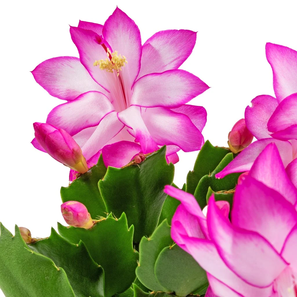 Schlumbergera - Christmas Cactus - Pink/Purple - Image 2