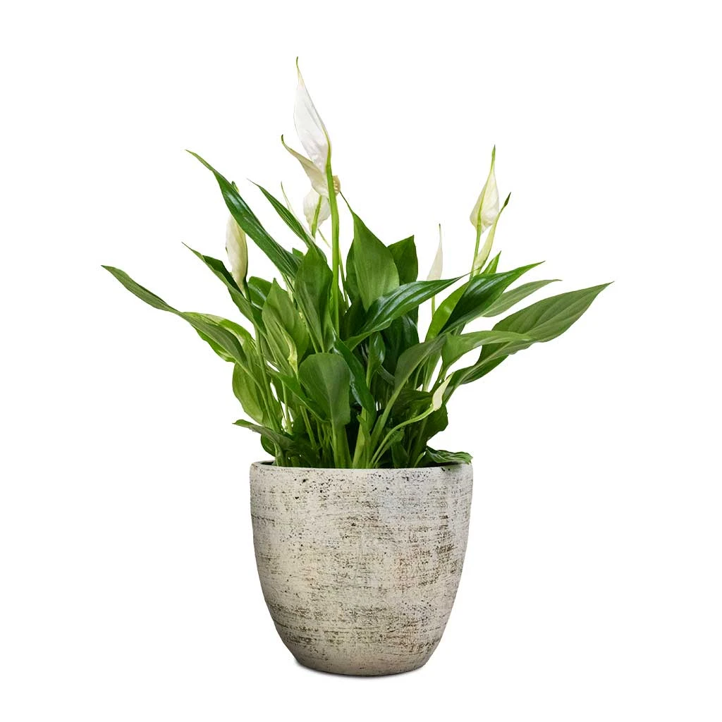 Spathiphyllum Bellini - Peace Lily - Image 17