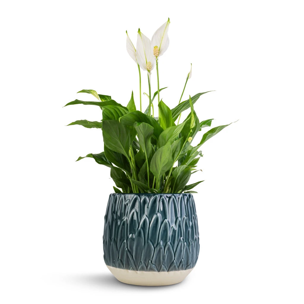 Spathiphyllum Bellini - Peace Lily - Image 4