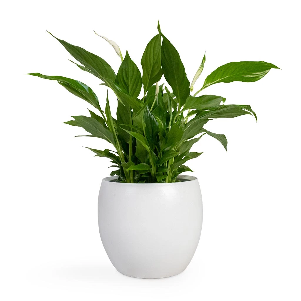 Spathiphyllum Bellini - Peace Lily - Image 16
