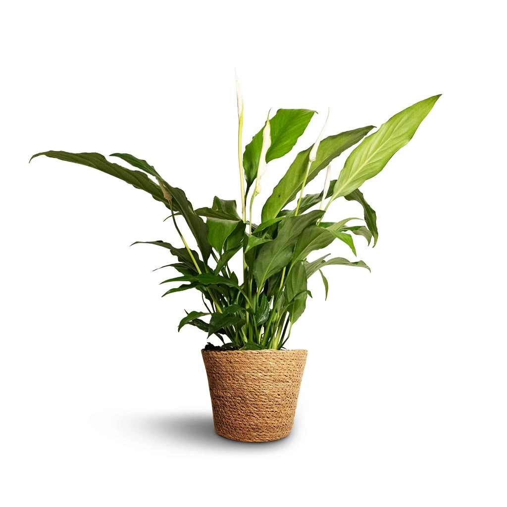 Spathiphyllum Bellini - Peace Lily - Image 5