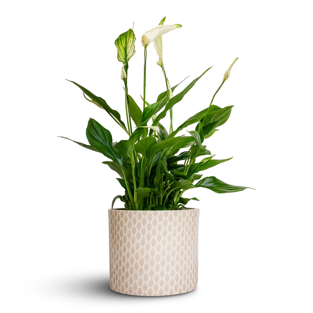 Spathiphyllum Bellini - Peace Lily - Image 9