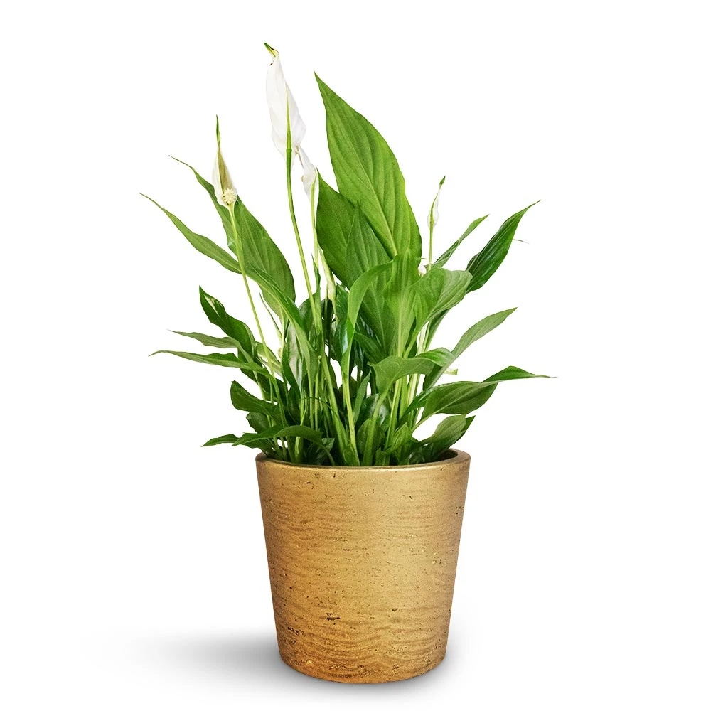 Spathiphyllum Bellini - Peace Lily - Image 18
