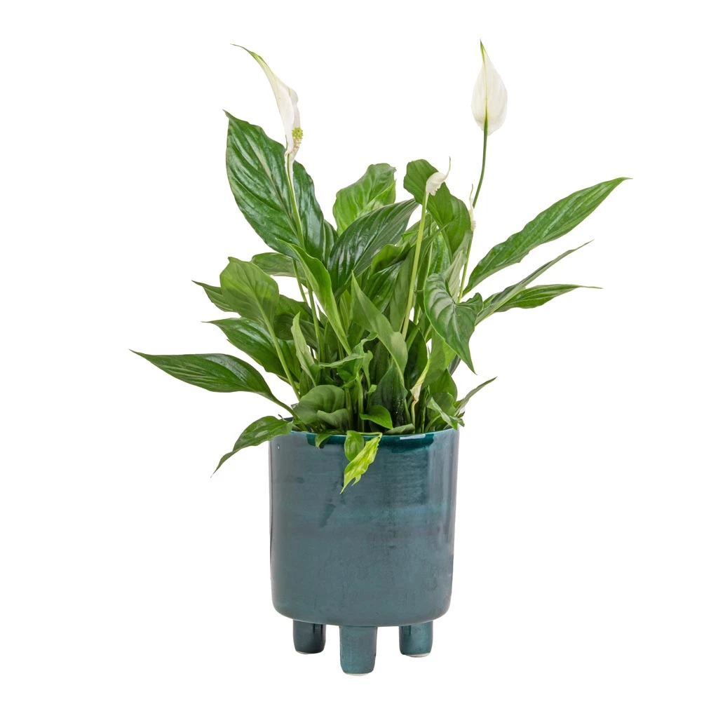 Spathiphyllum Bellini - Peace Lily - Image 8