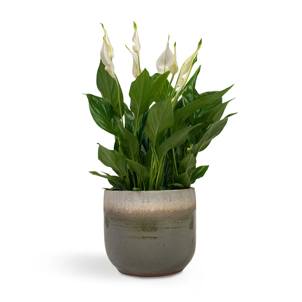 Spathiphyllum Bellini - Peace Lily - Image 12