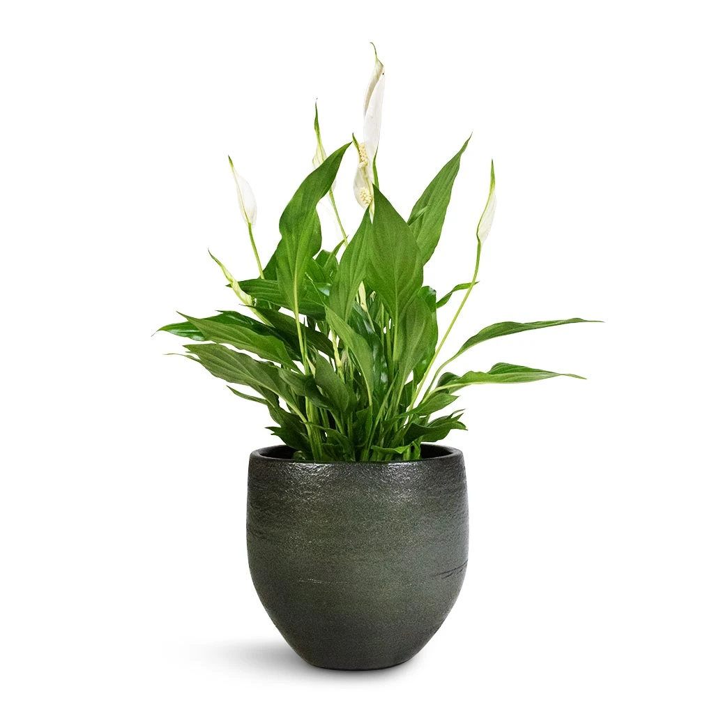 Spathiphyllum Bellini - Peace Lily - Image 15