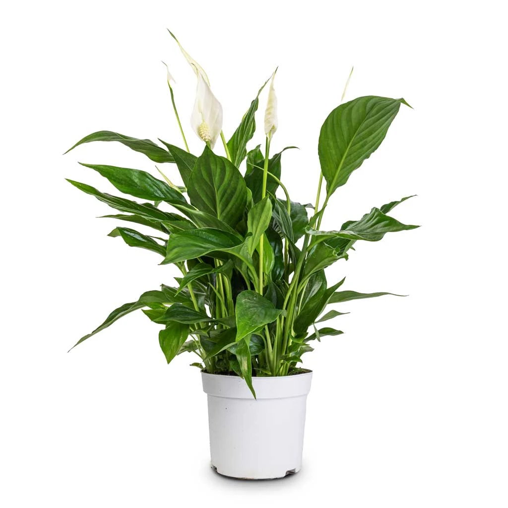 Spathiphyllum Bellini - Peace Lily - Image 6